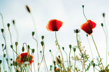 Obraz premium Beautiful poppy flower in the sky.