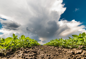 Soybean Field Rows