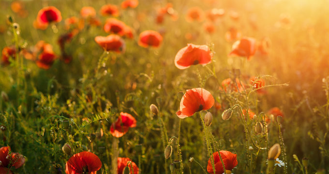 Field of poppies against the setting sun. Horizontal position.