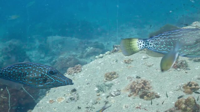 2 scribbled filefish swimming together