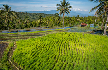 Rizière en terrasse, Bali