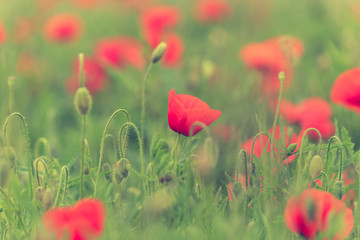 Naklejka premium Poppy flower in a field with beautiful colors