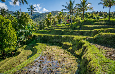Fototapeta na wymiar Rizière en terrasse, Bali