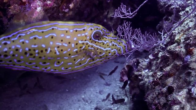 Scribbled filefish close up