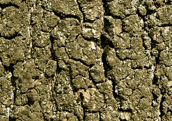 Old tree bark texture.