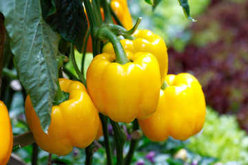 Yellow bell pepper (sweet pepper) on the pepper tree