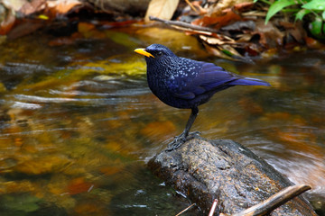 Blue whistling thrush (Myophonus caeruleus eugenei) found in Indian subcontinent and Southeast Asia