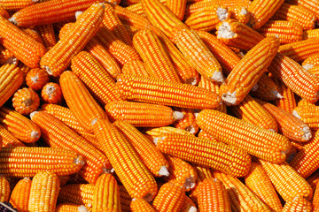 Yellow corn background