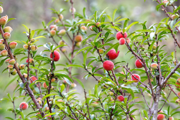 Peach (Prunus persica) fruits on the tree