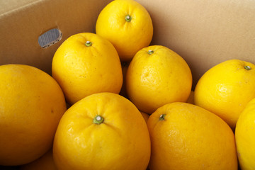 産地直送宇和ゴールド