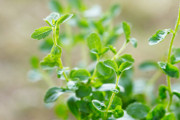 Stevia  plant (Stevia rebaudiana)/ candyleaf/sweetleaf or sugarleaf ; The native shrub plant of South America  that use as a resource of sweetener in food, drink  and medicine