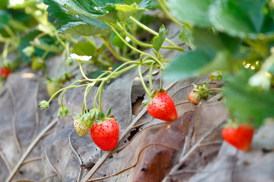 Fresh strawberry fruit on the strawberry tree