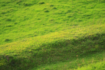 Naklejka na ściany i meble Green spring grass on a hill background