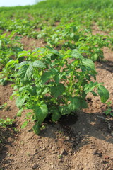 Fototapeta na wymiar Potato field. Potato plant in the garden