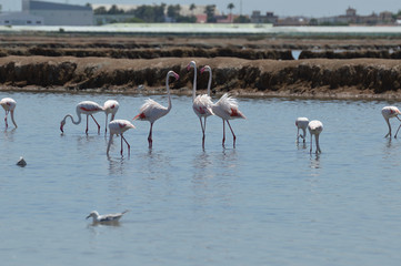 flamencos en la marisma 