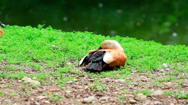 Ruddy shelduck