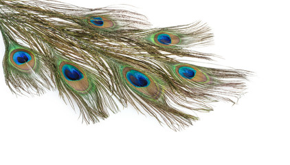 Obraz premium peacock feather isolated on a white background