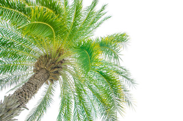 Fototapeta na wymiar coconut tree on whitte background