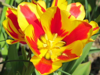 Obraz na płótnie Canvas Red and yellow striped blooming tulips