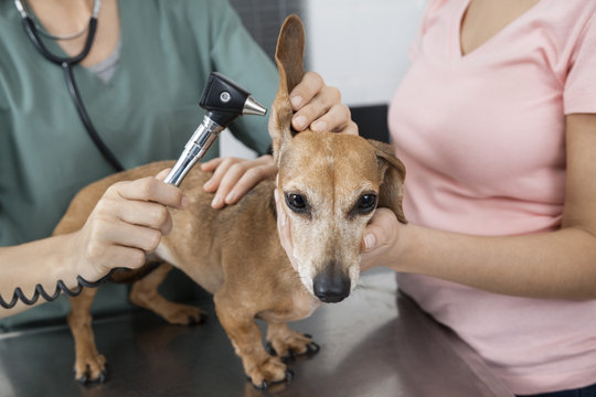 Vet Examining Dachshund's Ear With Otoscope By Woman