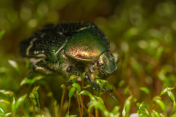 Золотистая бронзовка