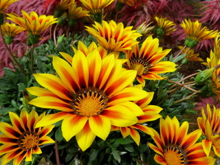 Lovely yellow Gazania's