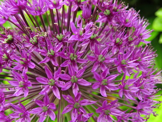 Close-up purple ornamental onion