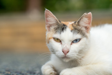 ６月ののらねこ