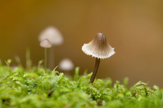 Canada, British Columbia, Vancouver Island. Close up of a small Mycena mushroom growing in moss