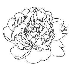 Black and white illustration of a large peony flower