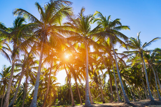 Sunlit forest of palm tree's on beach, Dominican Republic, The Caribbean