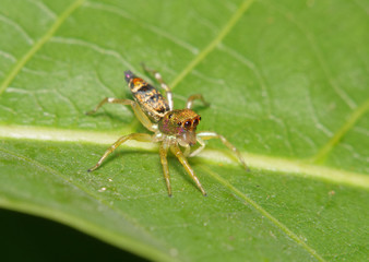 Jump spider in the green gardenJump spider in the green garden