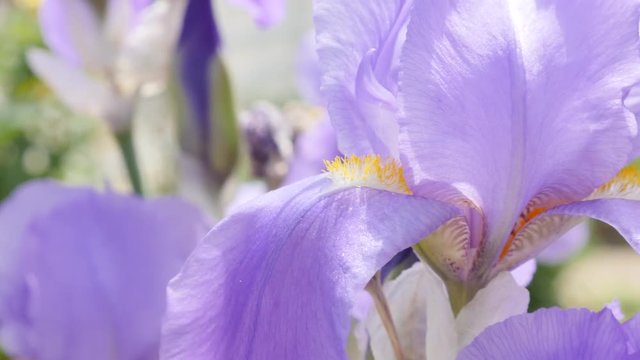 Iris germanica purple flower plant in the garden shallow DOF 4K 3840X2160 30fps UltraHD footage - Shallow DOF German iris flower on the wind 4K 2160p UHD video