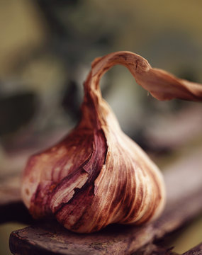 Food ingredients, organic purple garlic bulb