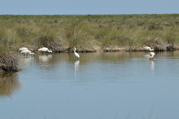 aves en la marisma