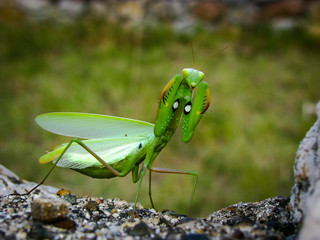 Green Mantis