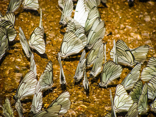 Butterflies Watering