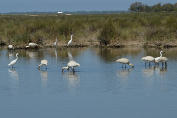 aves en la marisma