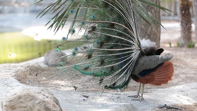 Peacock by courting the female