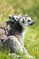 Fototapeta premium portrait of a lemur