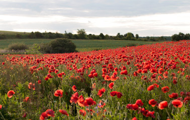 Field of red poppies. Natural background