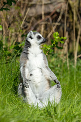 portrait of a lemur