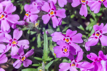 Fototapeta premium Closeup violet flowers in April