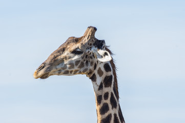 Giraffe grazing in the Welgevonden Game Reserve in South Africa