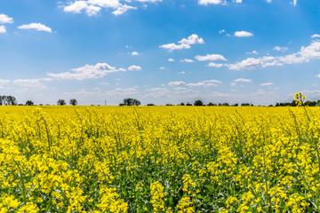 Obraz premium Huge Slovak, Colza field, planted for bio fuel
