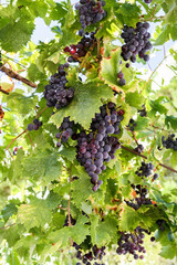 Bunches of red and purple grapes among green leaves on the vine.
