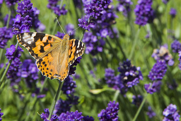 Variegated bright butterfly sitting on lavender