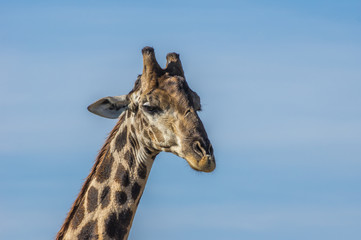 Giraffe grazing in the Welgevonden Game Reserve in South Africa