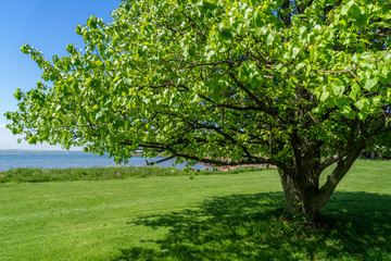 Linden Tree along the waterfront in Charlottetown, Prince Edward Island.
