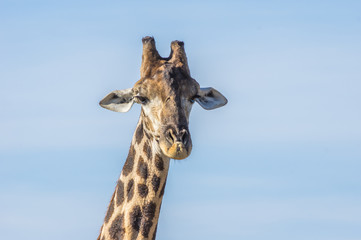 Giraffe grazing in the Welgevonden Game Reserve in South Africa